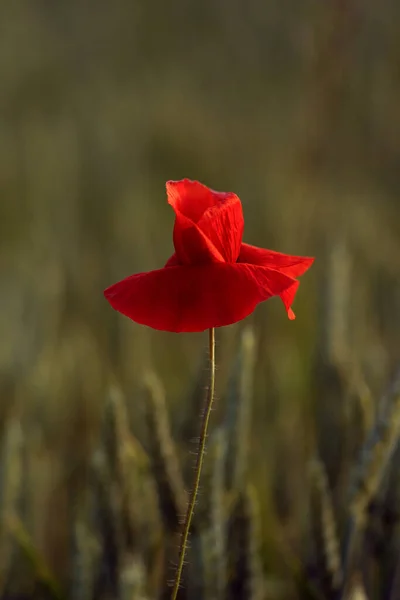 Kvetoucí Makové Pole Teplém Večerním Světle Blízko Červeného Máku Selektivní — Stock fotografie