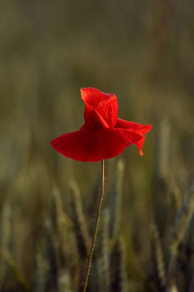 Bloeiend Papaverveld Warm Avondlicht Sluiten Van Rode Papaverbloem Selectieve Focus — Stockfoto