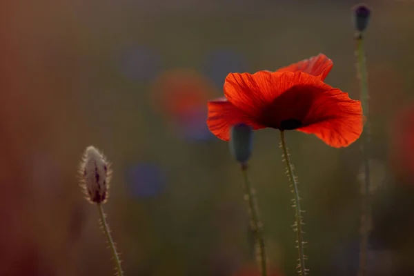 Квітуче Макове Поле Теплому Вечірньому Світлі Близько Червоної Макової Квітки — стокове фото