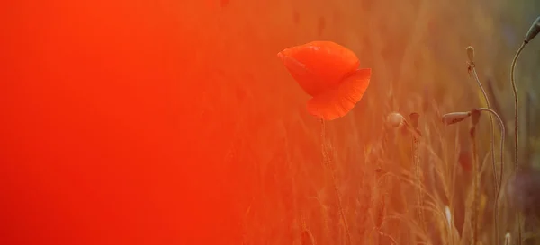 Sıcak Akşam Işığında Çiçek Açan Haşhaş Tarlası Kırmızı Gelincik Çiçeğine — Stok fotoğraf