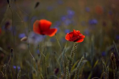 Sıcak akşam ışığında çiçek açan haşhaş tarlası. Kırmızı gelincik çiçeğine yaklaş. Seçici odak