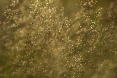 Gün batımında ormanda yeşil çimenler. Makro görüntü, yüzeysel alan derinliği. Bulanık yaz doğa geçmişi