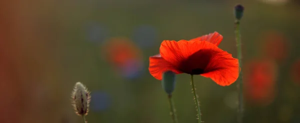 Ανθισμένο Χωράφι Παπαρούνας Ζεστό Απογευματινό Φως Κλείστε Κόκκινο Λουλούδι Παπαρούνας — Φωτογραφία Αρχείου