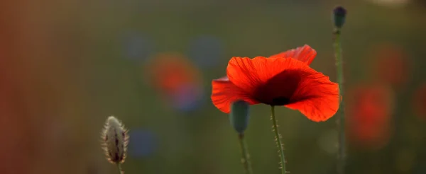 Blooming Poppy Field Warm Evening Light Close Red Poppy Flower —  Fotos de Stock