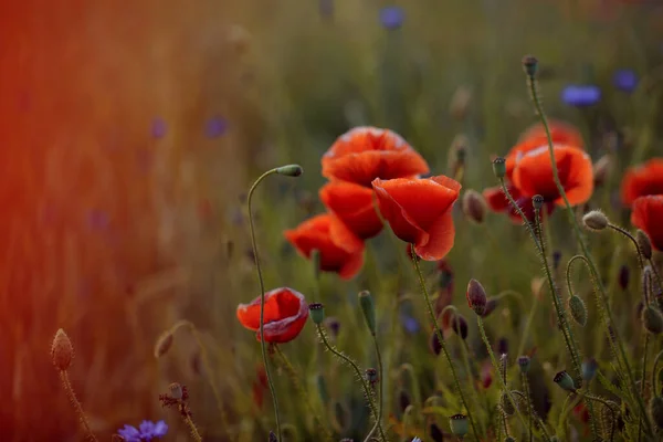 Kvetoucí Makové Pole Teplém Večerním Světle Blízko Červeného Máku Selektivní — Stock fotografie