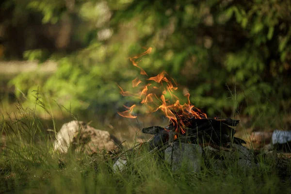 Close Burning Timber Bonfire Summer Forest — Stock Photo, Image