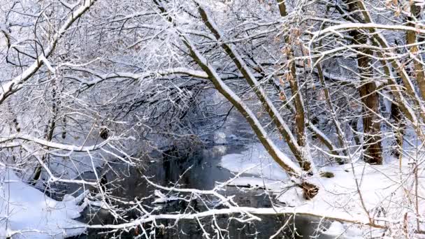 Vidéo Stock Snow Trees River Est Une Excellente Vidéo Qui — Video