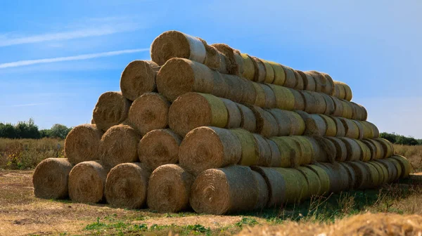 Bir araya getirilmiş ve piramit şeklinde istiflenmiş saman yığınları..
