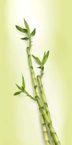新鮮な緑の背景に対する竹の植物の緑の枝 ストック写真