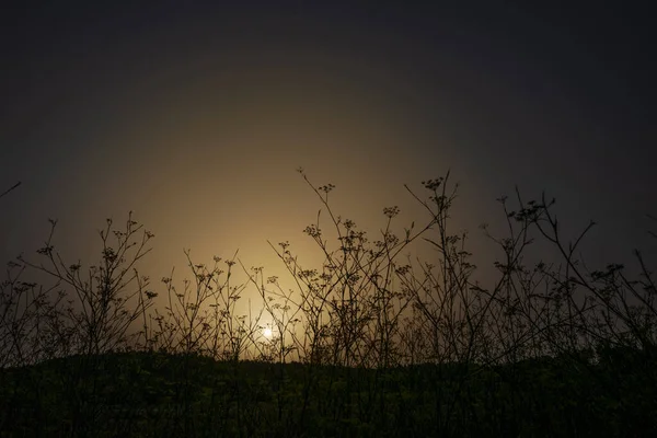 Mistige Zonsondergang Achter Kruidendetail Ondiepe Focus Planten Stockfoto