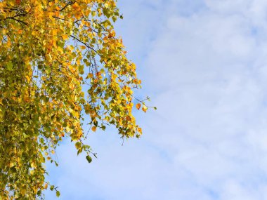 huş ağacı dalları ile gökyüzüne karşı sonbahar yaprakları. 