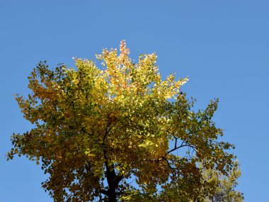 Sonbahar yapraklı bir ağacın tacı güneşle aydınlatılır.. 