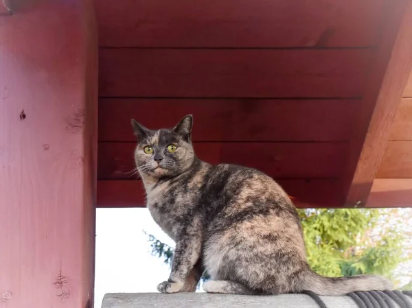 Gato Doméstico Sienta Bajo Techo Pozo —  Fotos de Stock