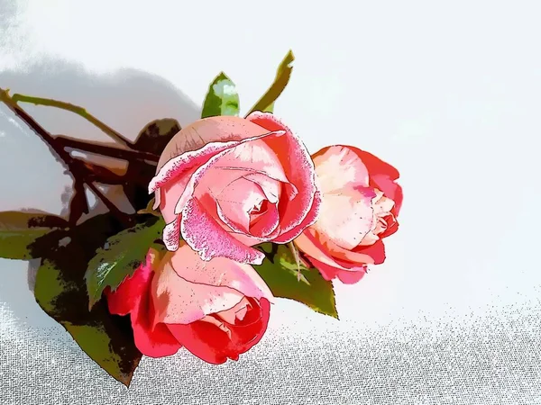 Ein Strauß Roter Rosen Liegt Auf Einem Hellen Hintergrund — Stockfoto