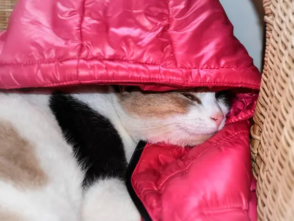 Gato Duerme Una Chaqueta Caliente Cabeza Del Gato Está Cubierta —  Fotos de Stock