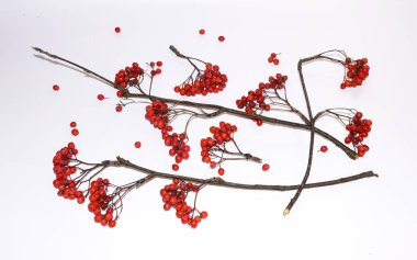 Hafif arka planda dutlu dağ külleri dalları. 