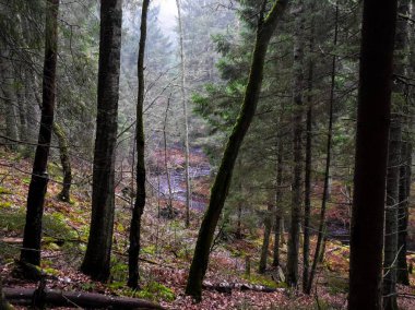 Sonbahar manzarası. Sis ormanın içinden akan bir nehrin üzerinden yükseliyor.. 