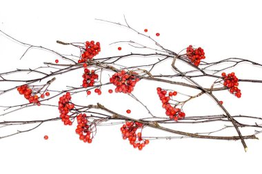 Hafif arka planda dutlu dağ külleri dalları. 