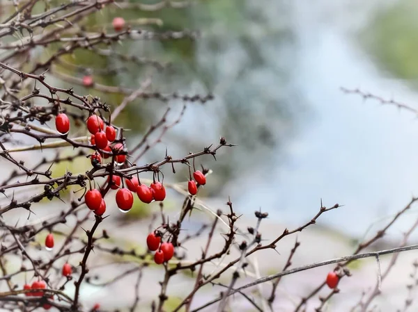 瑟恩伯格树莓的叶子已经脱落了 鲜红的果实依然挂着 — 图库照片