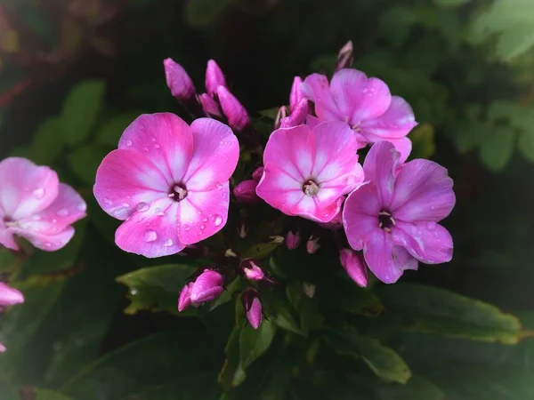 Bright Pink Phlox Flowers Rain — Stock Photo, Image