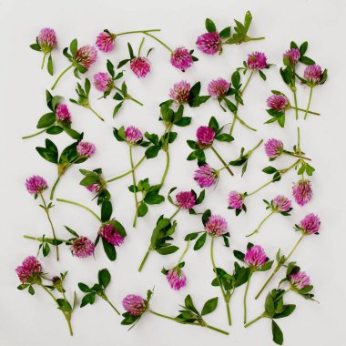 Yonca çiçekleri hafif bir yüzeyde. 