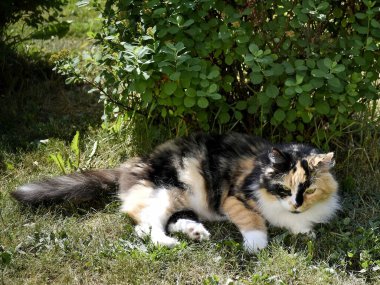 Evcil bir kedi çalıların arasında dinleniyor.. 