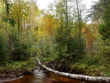 Ormanda sonbahar. Devrilmiş bir ağaç. 