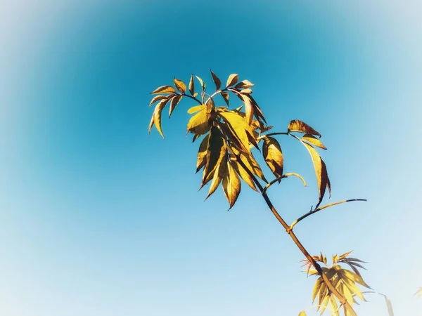 Outono Sabugueiro Folhas Fundo Céu Azul — Fotografia de Stock