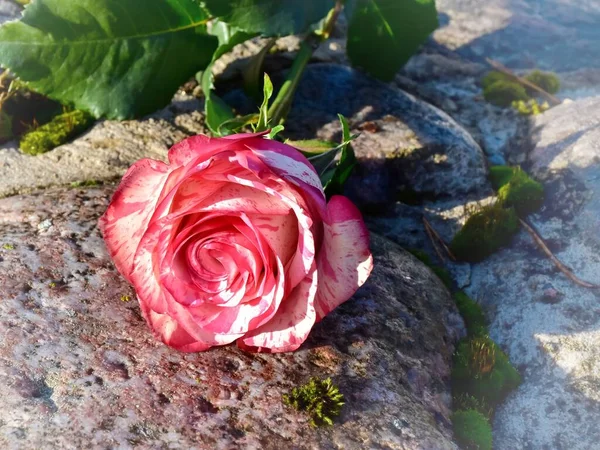 Rose Rose Blanche Sur Une Pierre — Photo