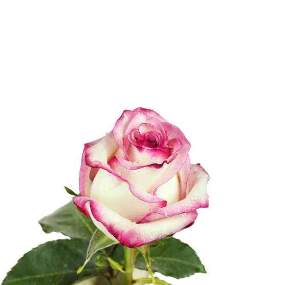 Weiß Rosa Rose Mit Tropfen Auf Den Blütenblättern Auf Weißem — Stockfoto