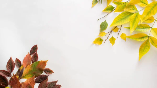 Gele Bladeren Hoek Herfst Rode Bladeren Tegenoverliggende Hoek Maken Kopieerruimte Stockfoto