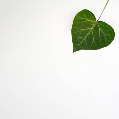 Sütlü beyaz bir arka planda yeşil yapraklı kalp tasarımı. Sevgililer Günü estetik kopyalama alanı fikri.