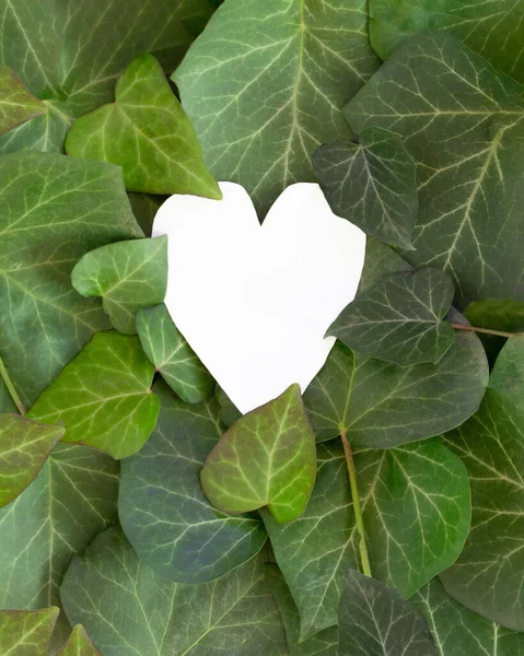 White Heart Middle Fresh Green Leaves Valentine Love Idea Aesthetic — Stock Photo, Image