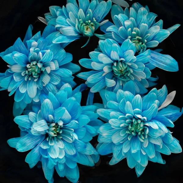 Flores Azules Sobre Fondo Negro Concepto Primavera Despertar Diseño Naturaleza Imagen de archivo