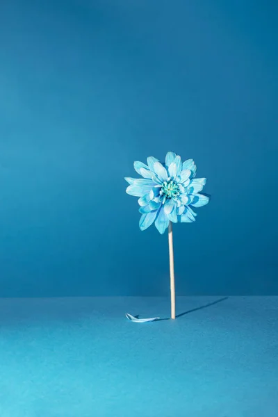 Puha Kék Tavaszi Virág Szirmokkal Jelenetet Rendez Fényekkel Árnyékokkal Természet Stock Fotó