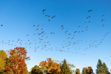 Large group of Canada geese in flight over colorful trees of autumn with a blue sky. clipart