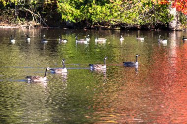 Large group of Canada geese on a pond. Fall landscape with colorful trees reflection on water.