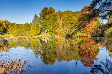 Canada geese on a pond with a mirror effect autumn landscape