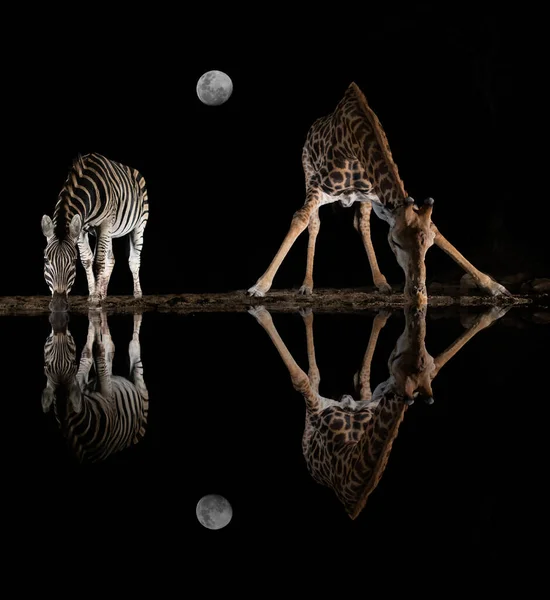 Жираф и зебра пьют из бассейна ночью в лучах самогона — стоковое фото