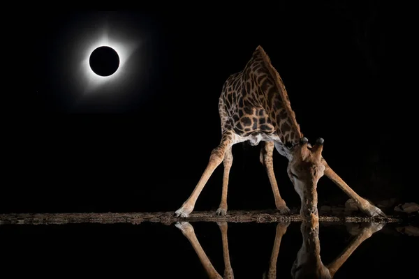 Jirafa bebiendo de una piscina durante un eclipse solar — Foto de Stock
