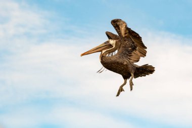 Kahverengi pelikan yere inmeden önce kanatlarını açıyor