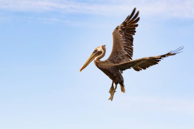 Kahverengi pelikan yere inmeden önce kanatlarını açıyor