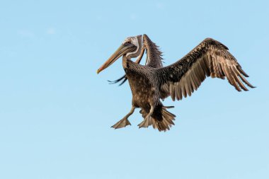 Kahverengi pelikan yere inmeden önce kanatlarını açıyor