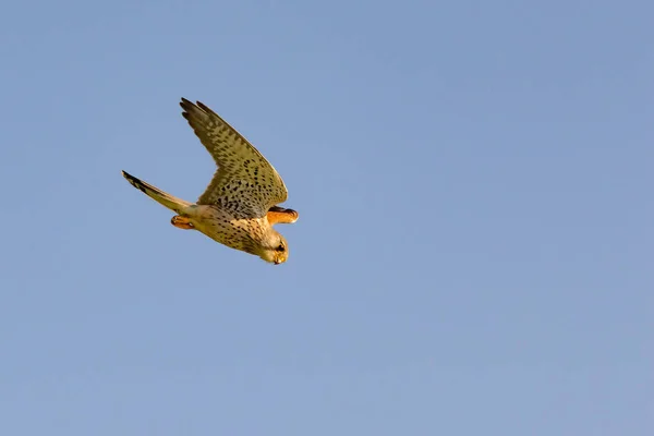 Взрослая Самка Обыкновенной Пустельги Falco Tinnunculus Ныряет Голубое Небо — стоковое фото