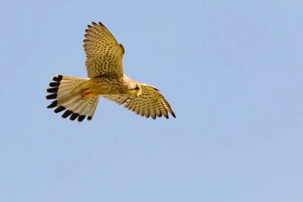 Volwassen Vrouwtje Gewone Torenvalk Falco Tinnunculus Zwevend Tegen Een Blauwe — Stockfoto