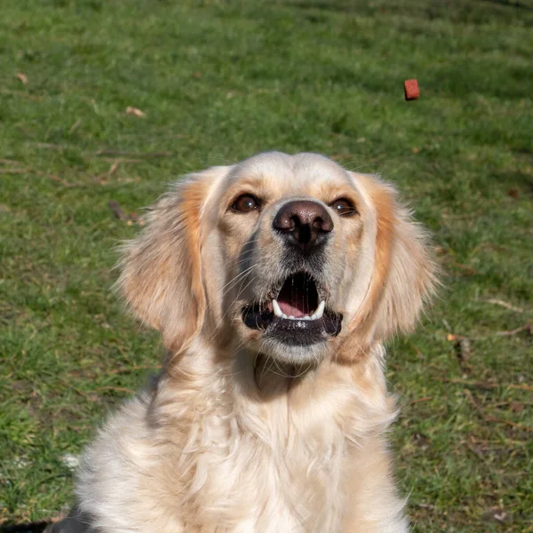 A yellow labrador retriever is just about to catch a treat