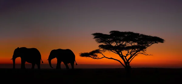 Two Elephants Walking Away Umbrella Thorn Acacia Dawn Serengeti National — Zdjęcie stockowe
