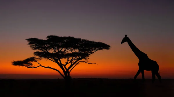 Giraraffe Walking Umbrella Thorn Acacia Dawn Serengeti National Park Tanzania — Stock fotografie