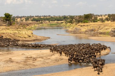 Kuzey Serengeti, Tanzanya 'daki Mara Nehri' ni geçen bir gnus sürüsü.