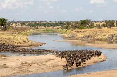 Kuzey Serengeti, Tanzanya 'daki Mara Nehri' ni geçen bir gnus sürüsü.